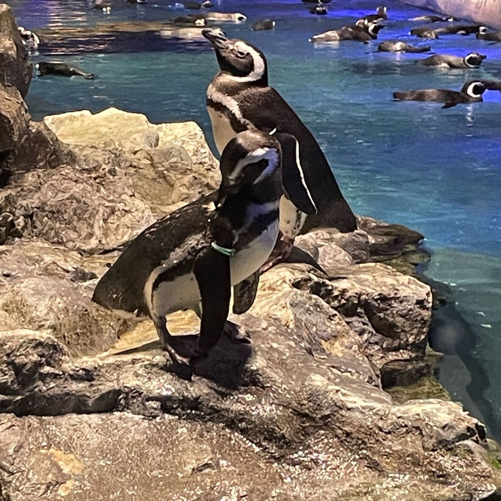 くろがね
