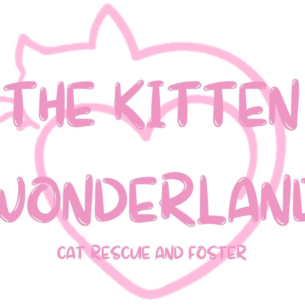The Kitten Wonderland