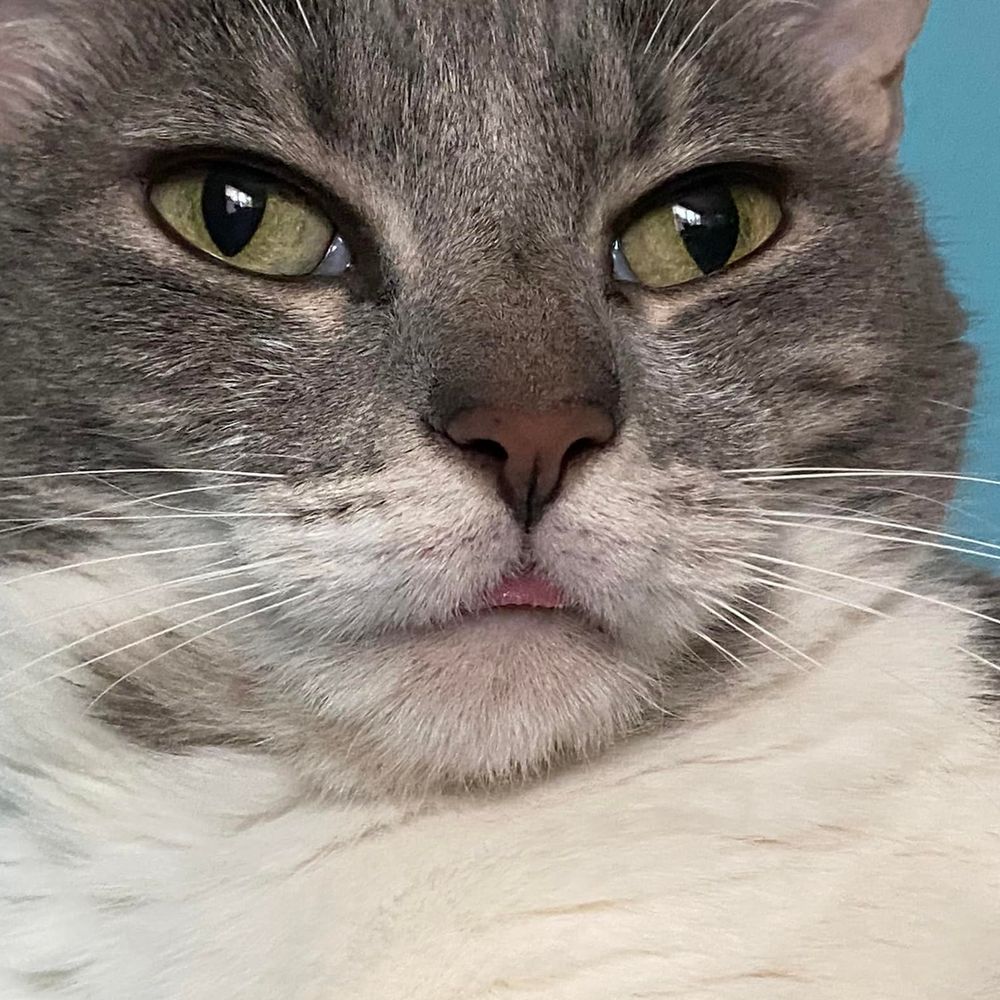 Neko
