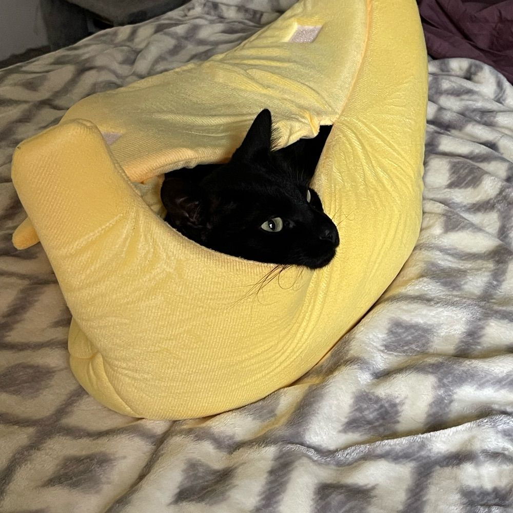 Banana Cat