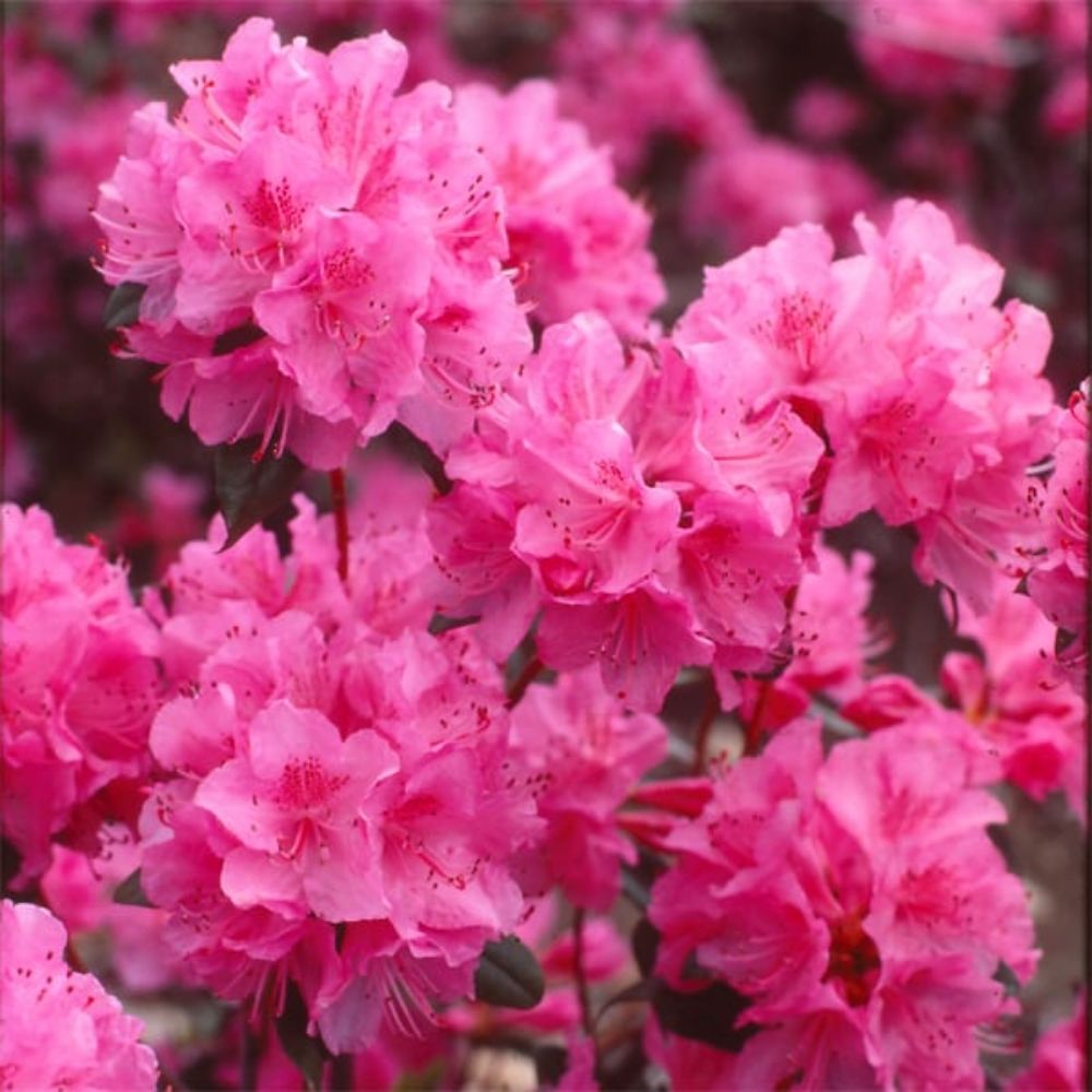 Rhododendron