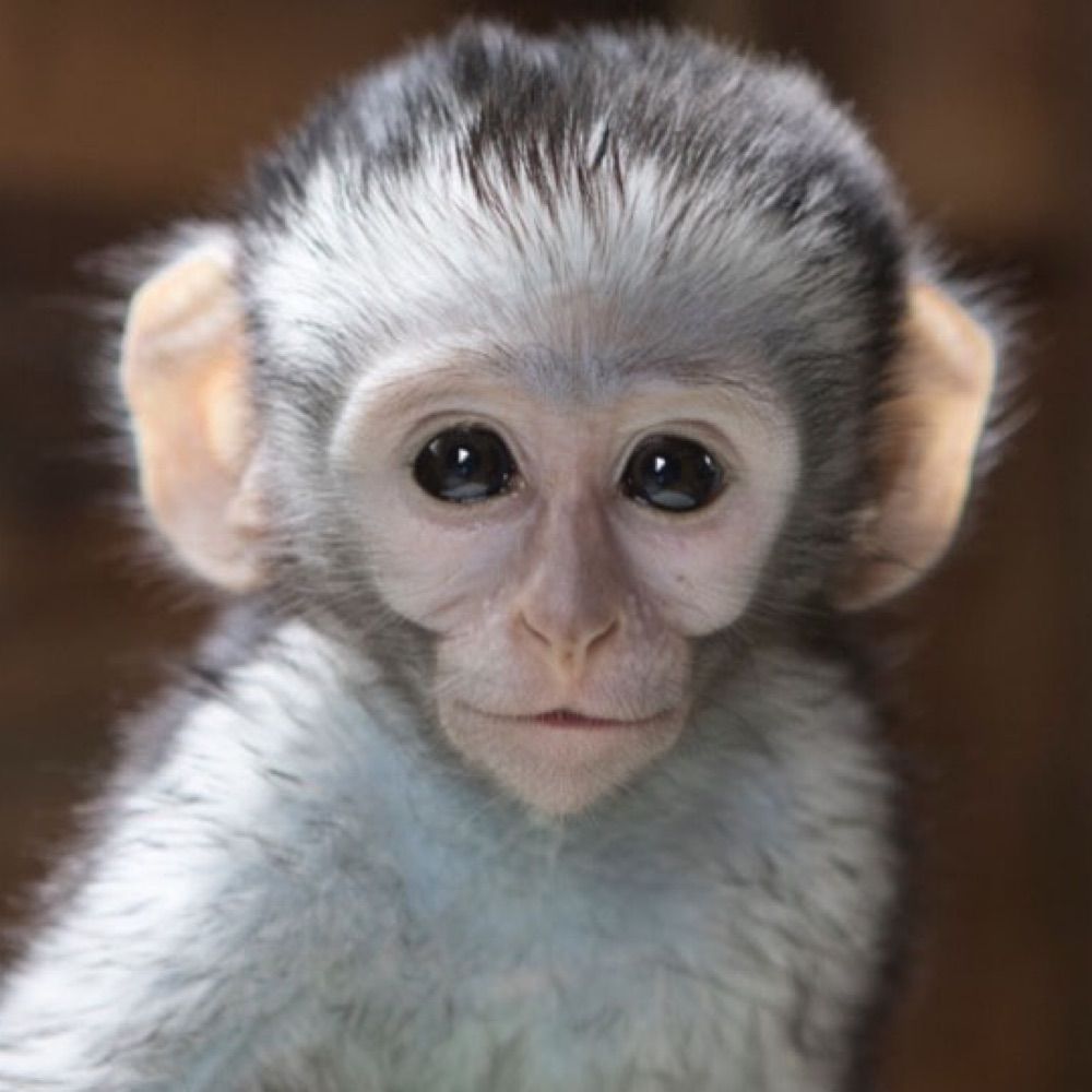 Climate Curious Monkey