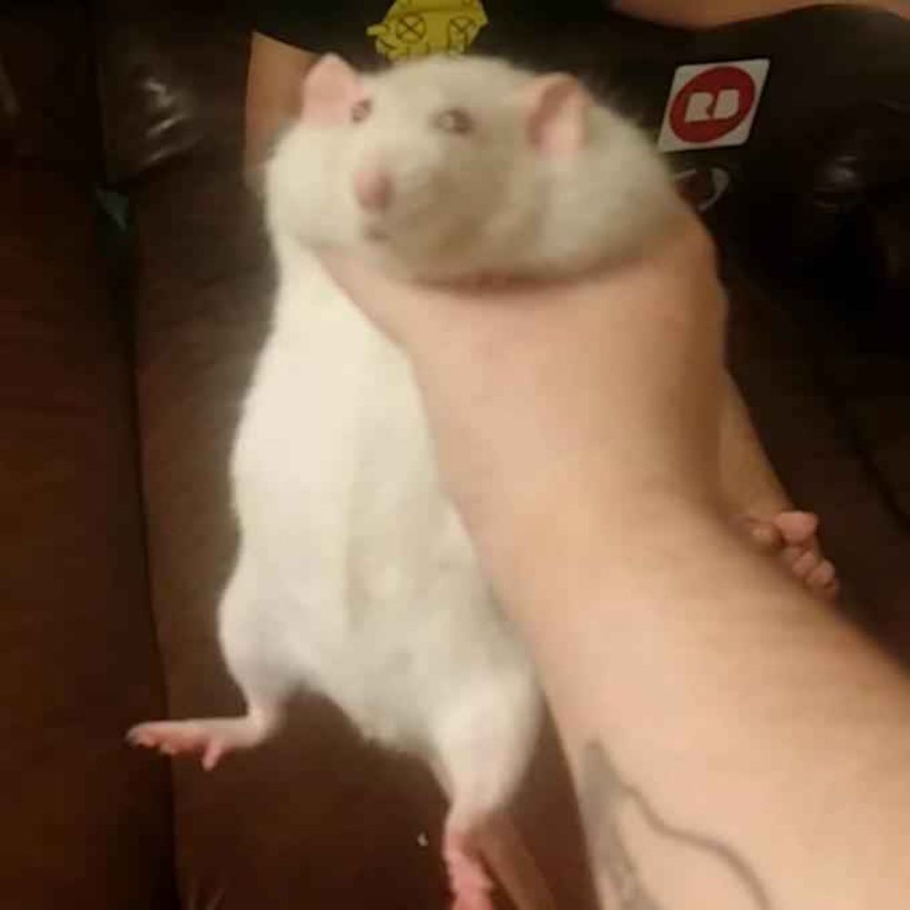 카캣