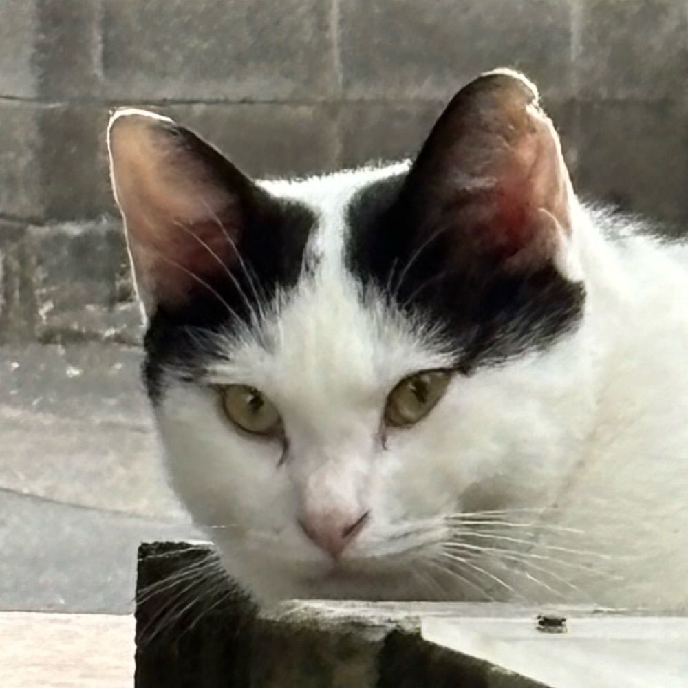 三田