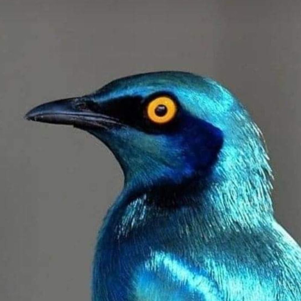 Grim Starling's Blue Era