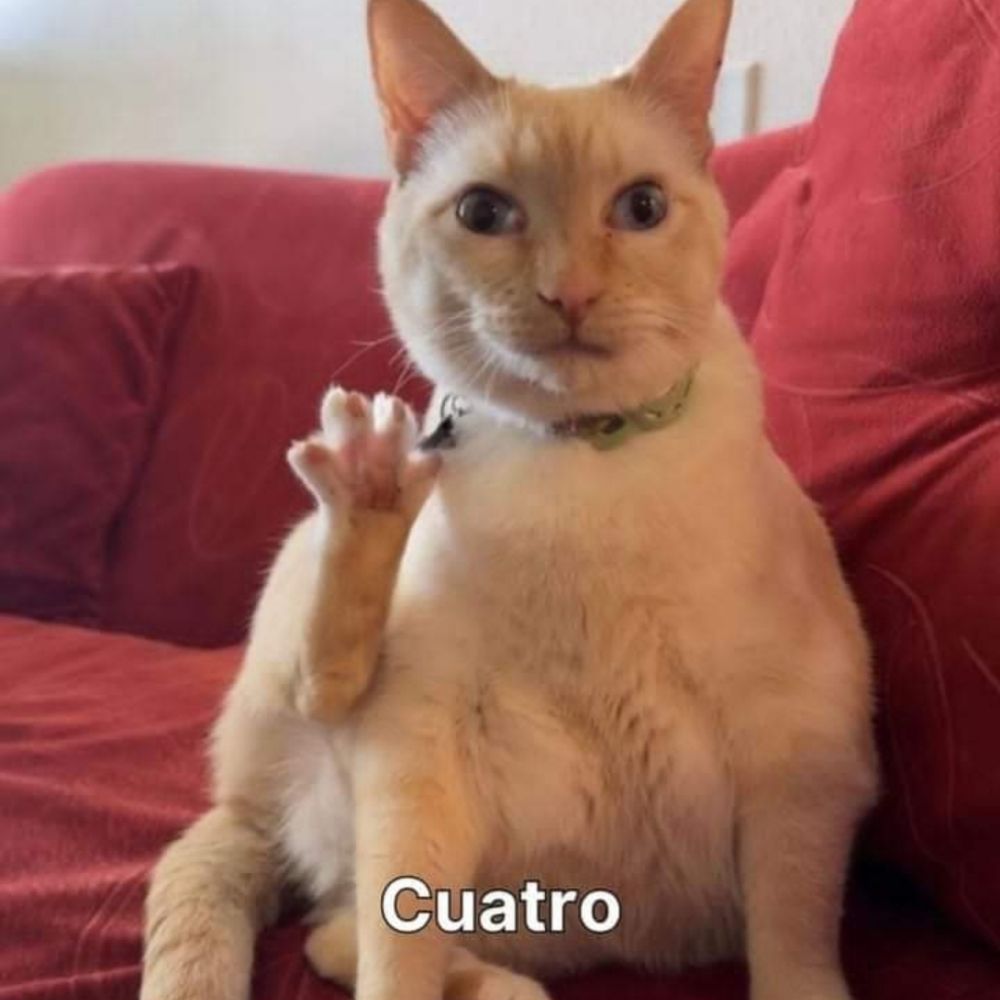 ₛₐₘˢᵃᵐ