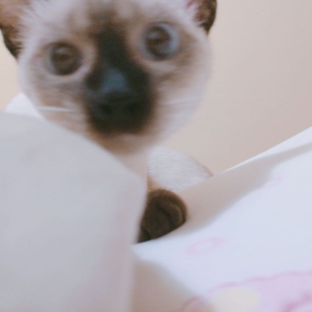 犬