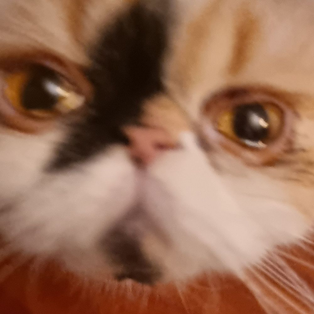 Sebass