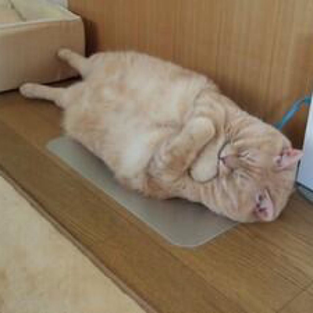 🐈