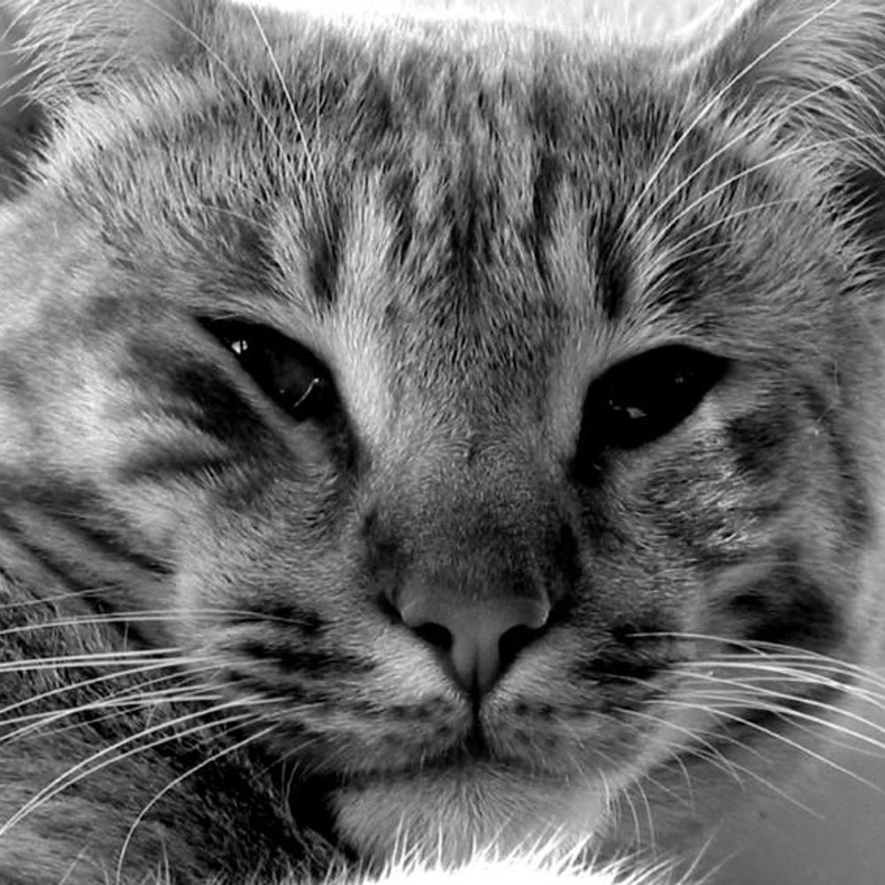 Delphine