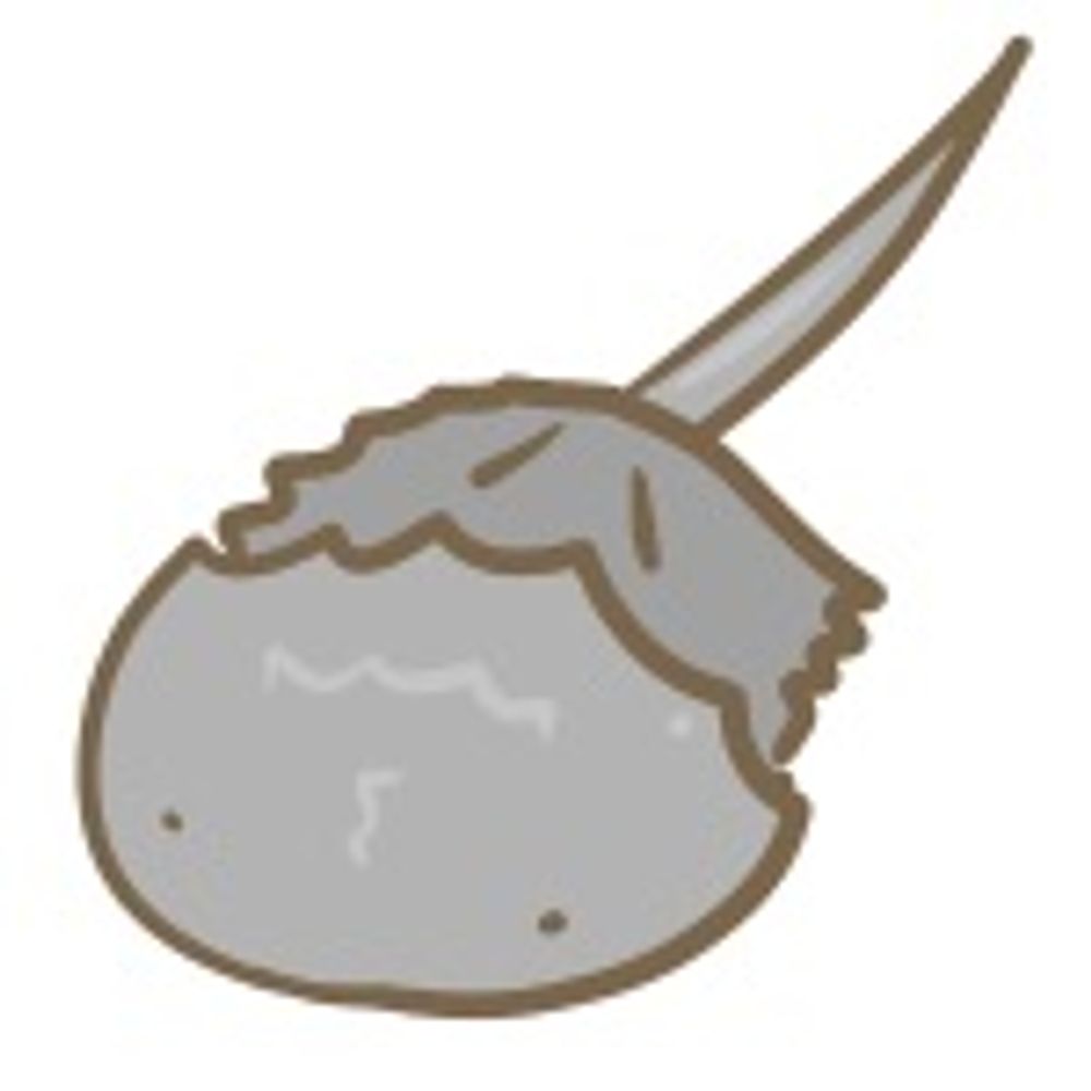 ヒノエ