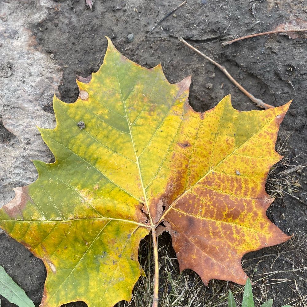 Nature nut