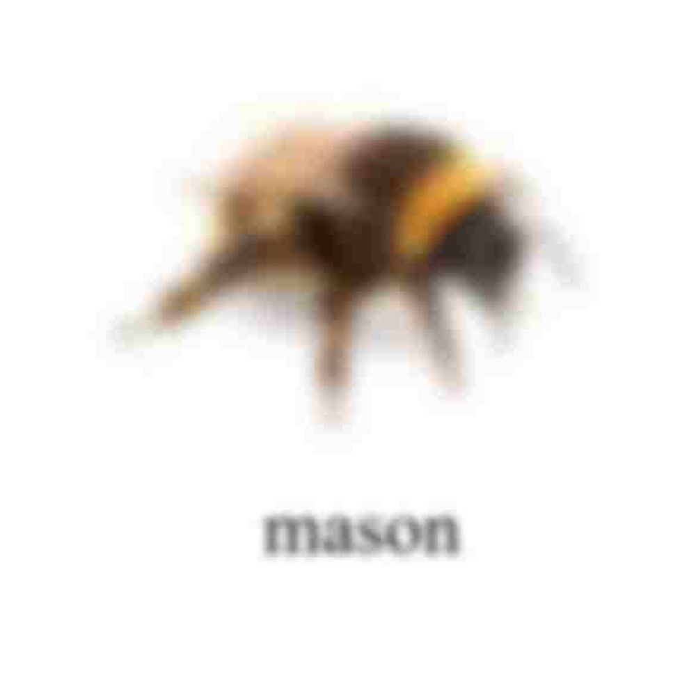 mason 🦝🎄