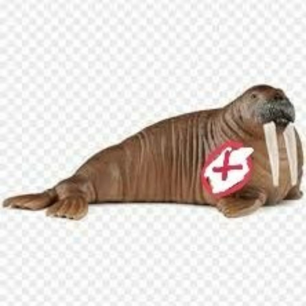68 Walrus