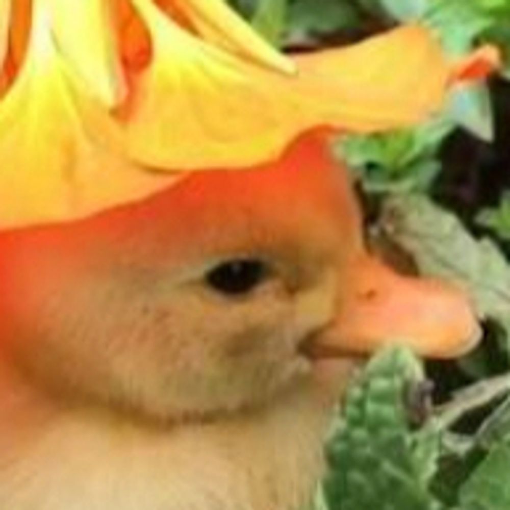 who let the duck in