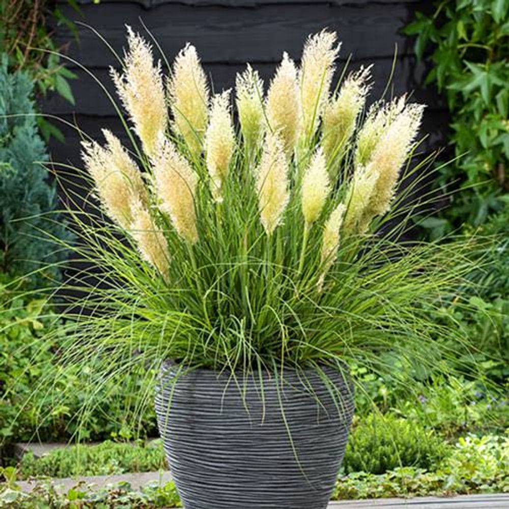 Cortaderia Selloana 