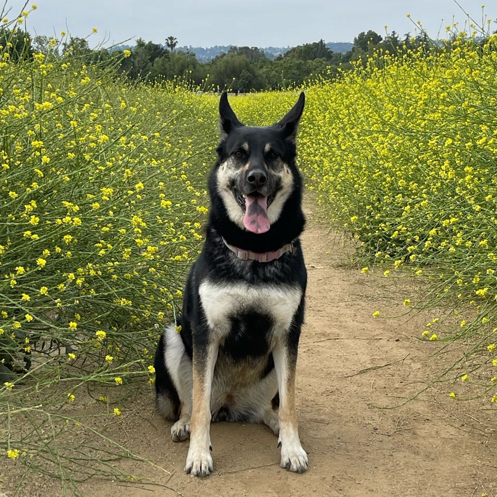 mosstapher.bsky.social