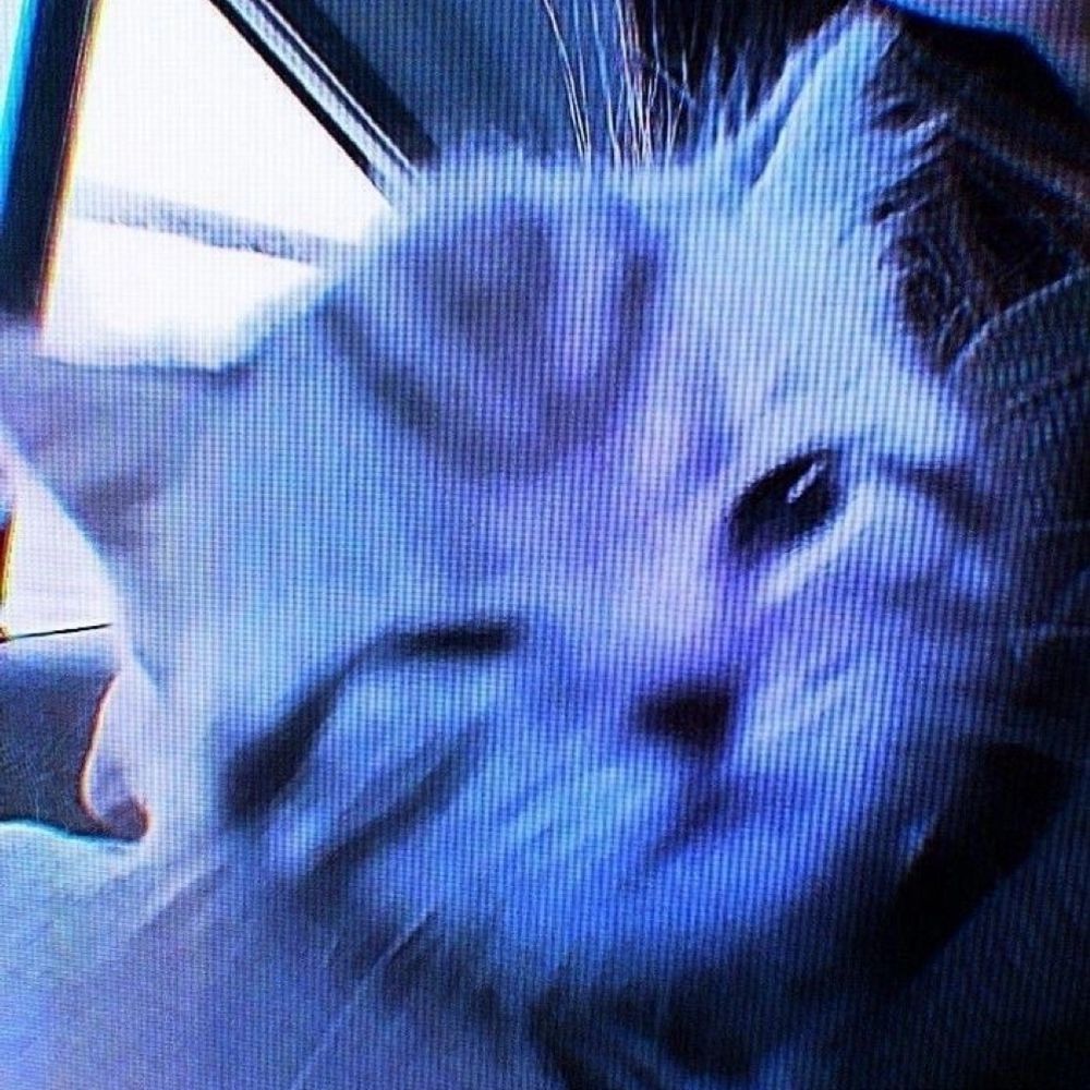Tr4sh-K1tty:3