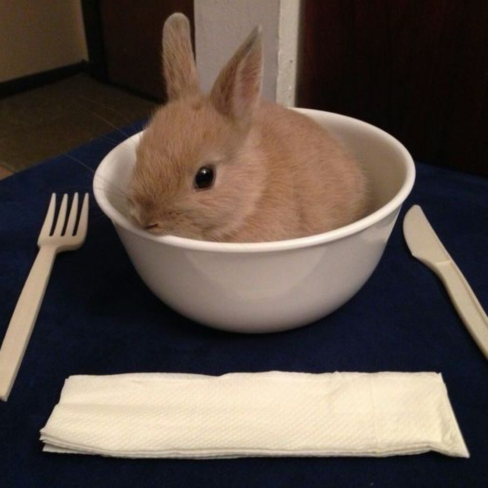 Totally A Rabbit
