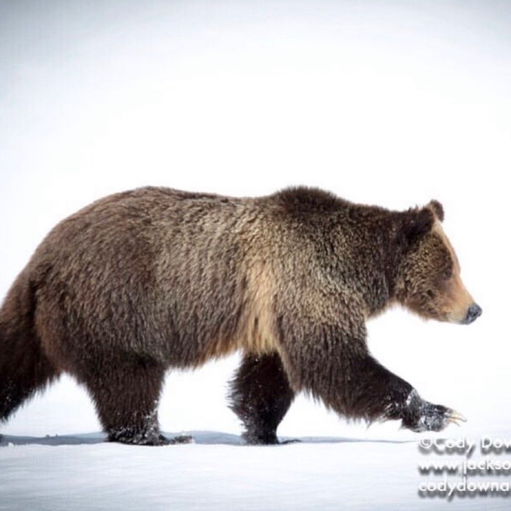 Grizzly 399