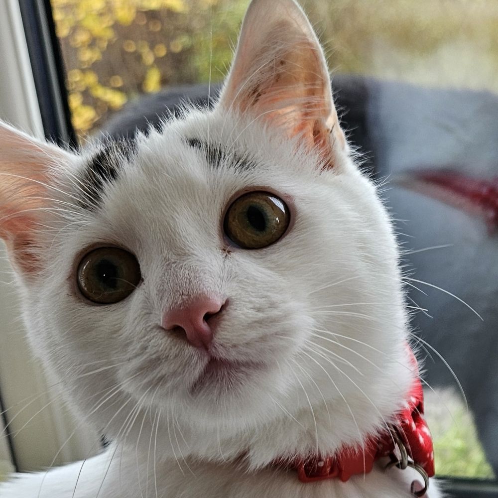 Hannah ✨️