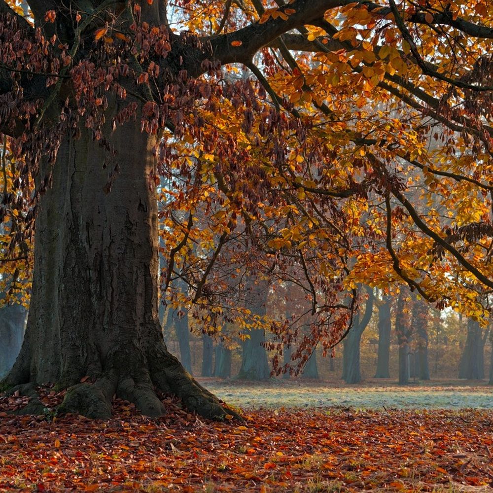 Tree Lover