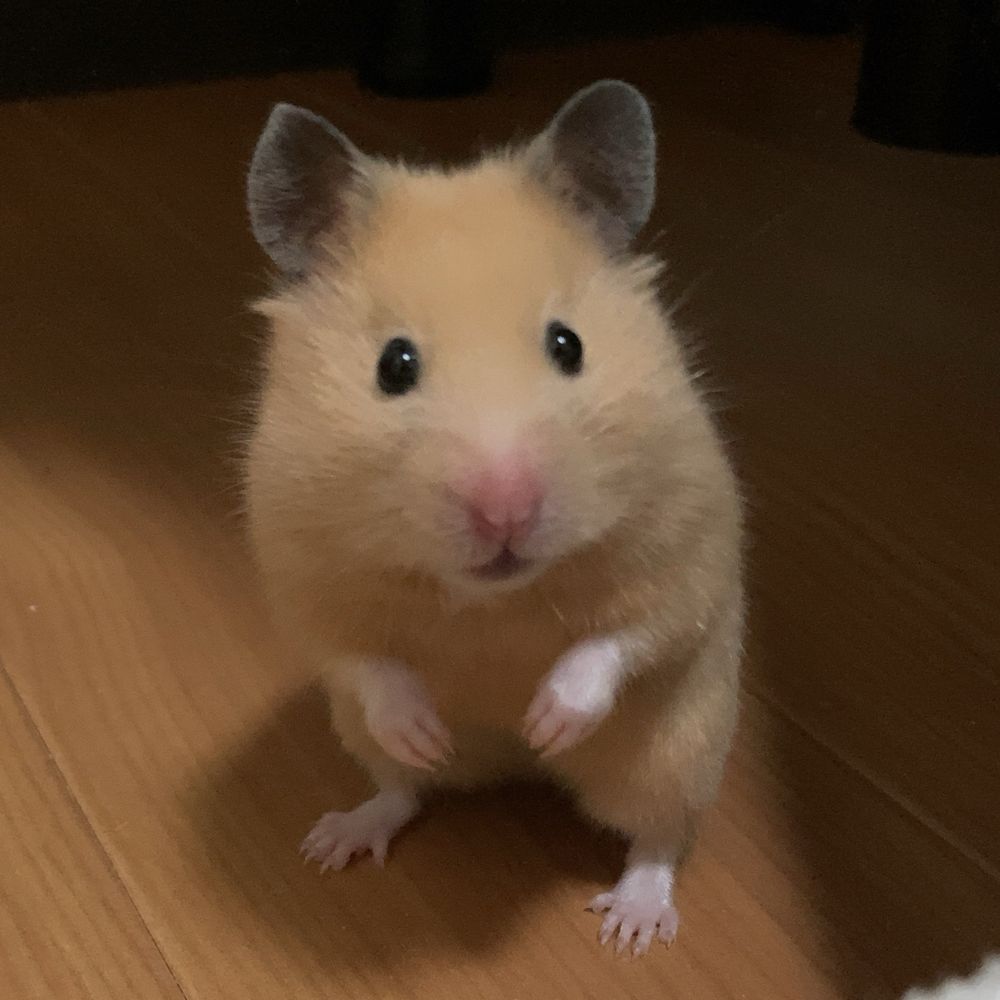 丸世呑かもめ（まるよのかもめ）