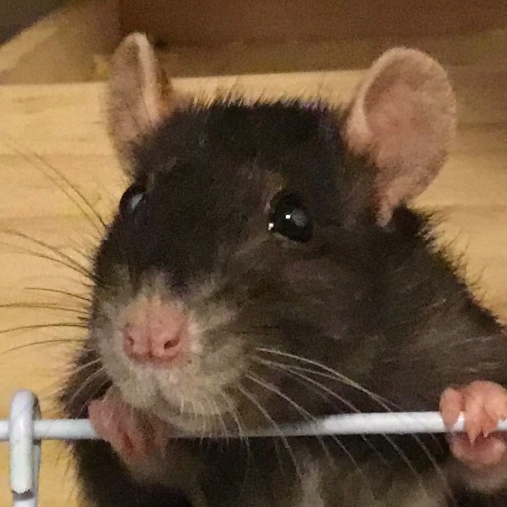 ちょ    ✋（•ー•）