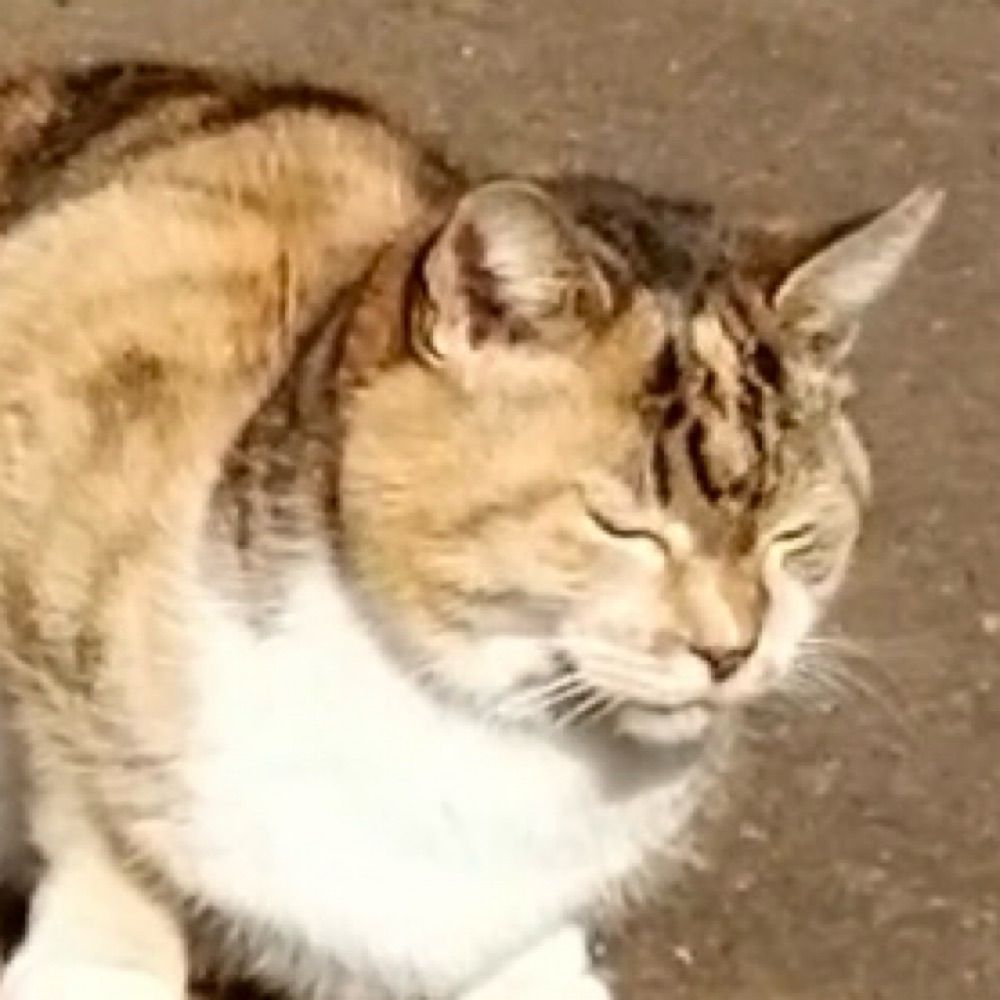 ぽんず