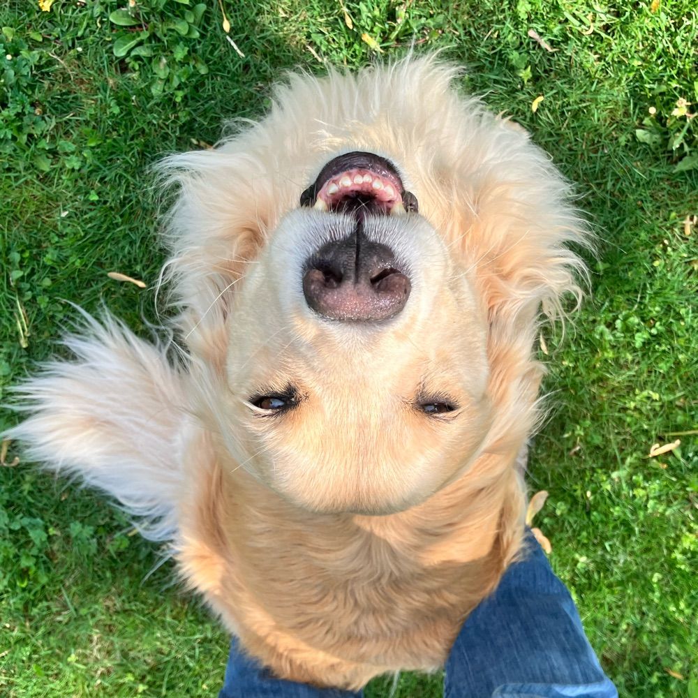 homestair-runner.bsky.social