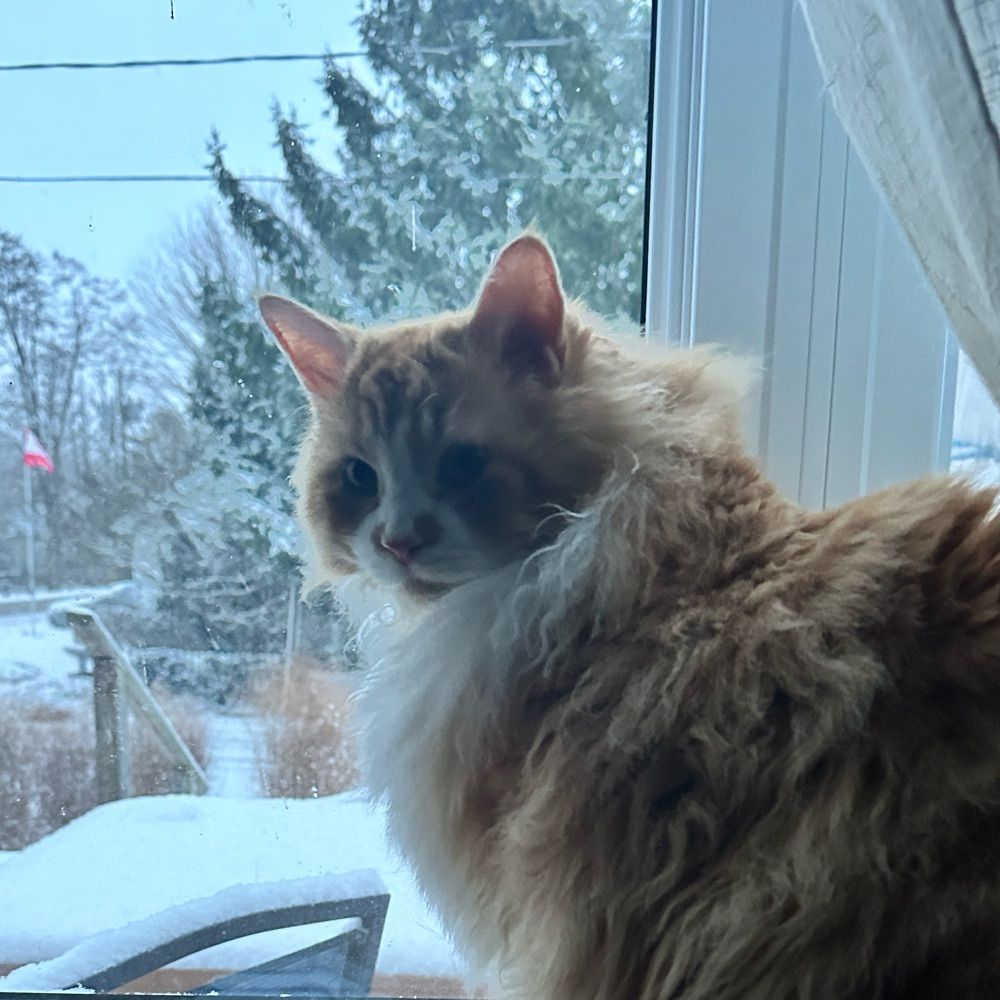 😻 Ruben’s World 😻🇨🇦