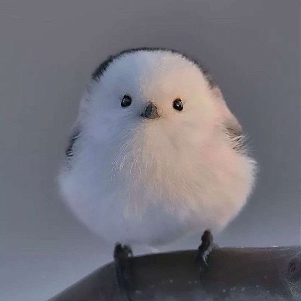 배시