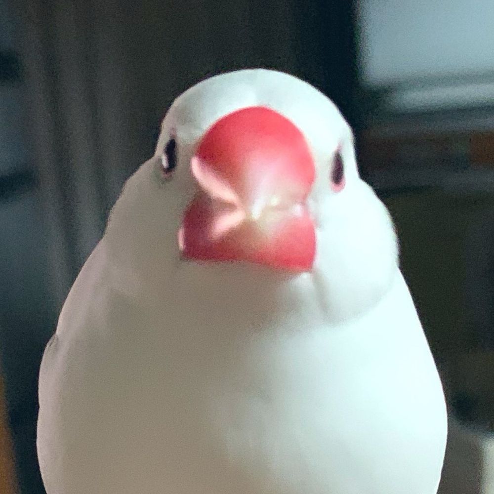 もこ