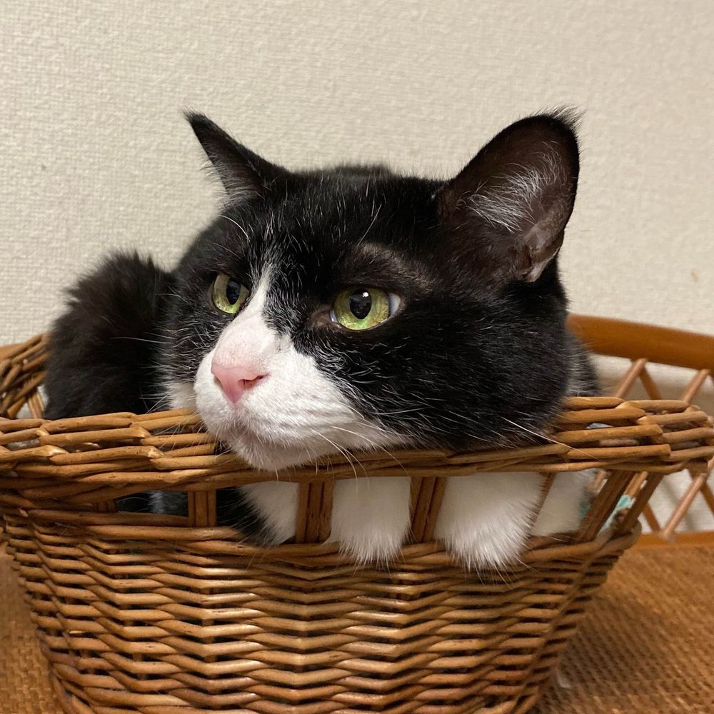猫乳母≒猫バカ