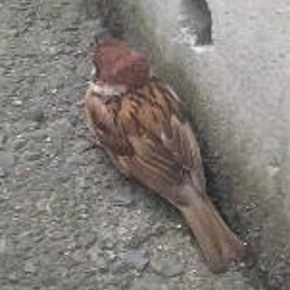 タツナミ