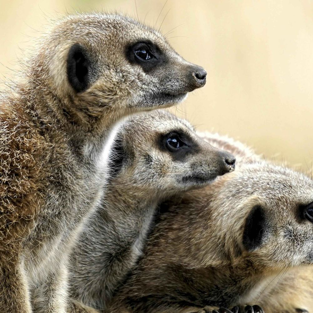 Behavioural Biology Netherlands (NVG) - www.gedragsbiologie.nl