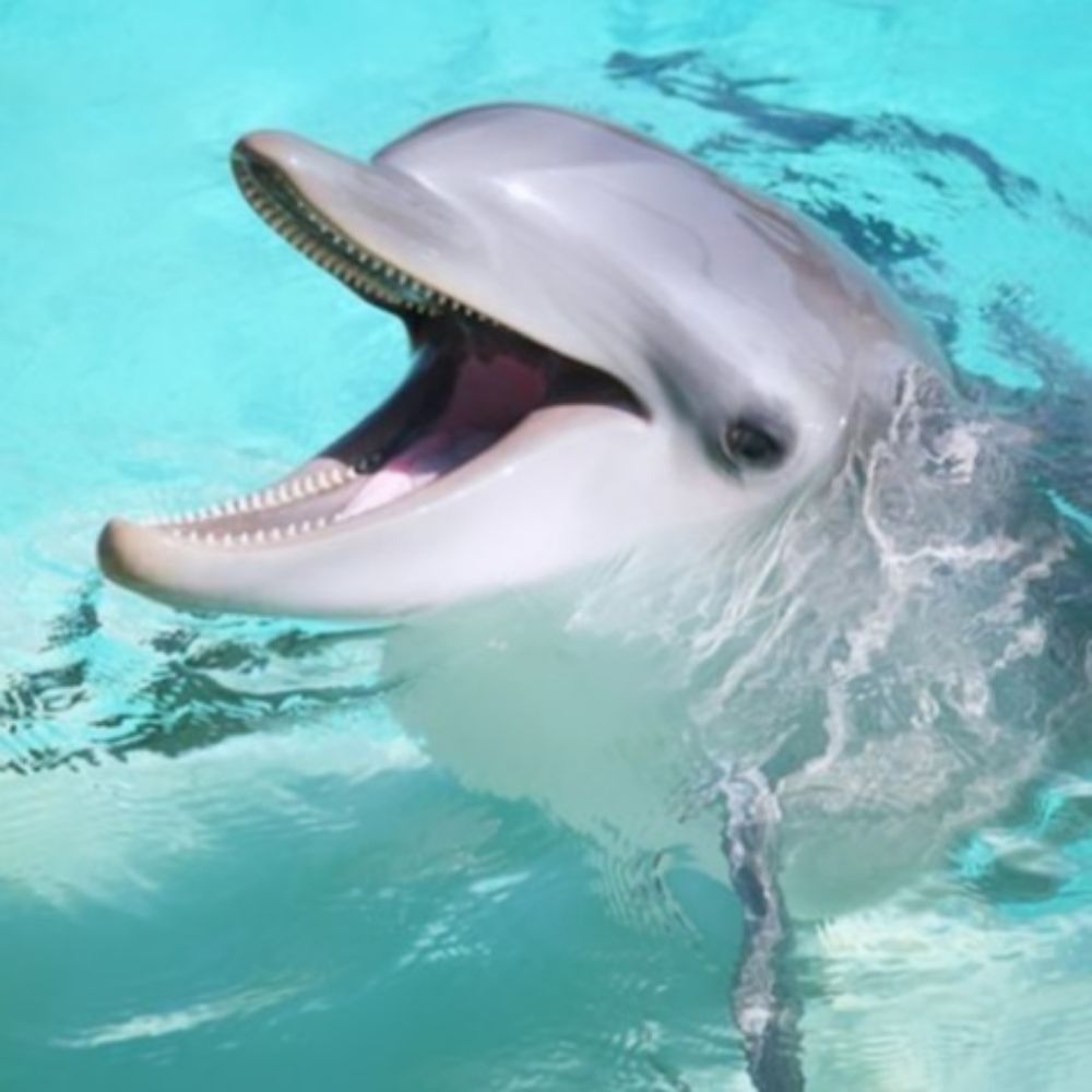 JamesLeDolphin