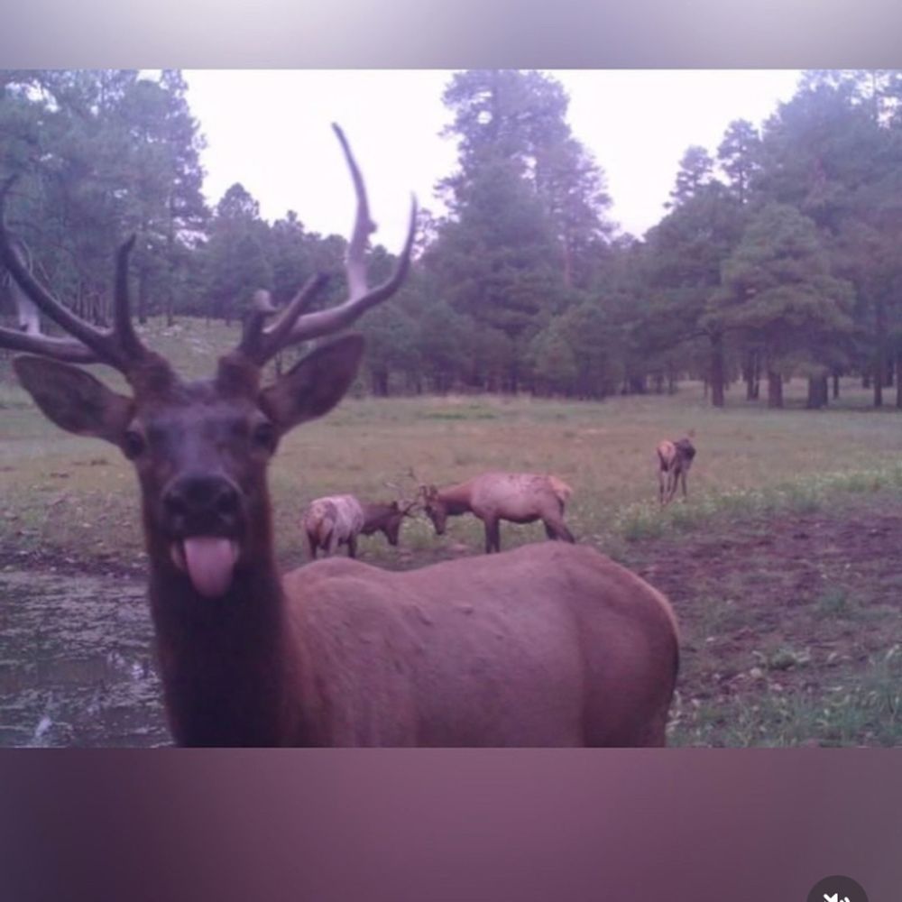 GalacticStag