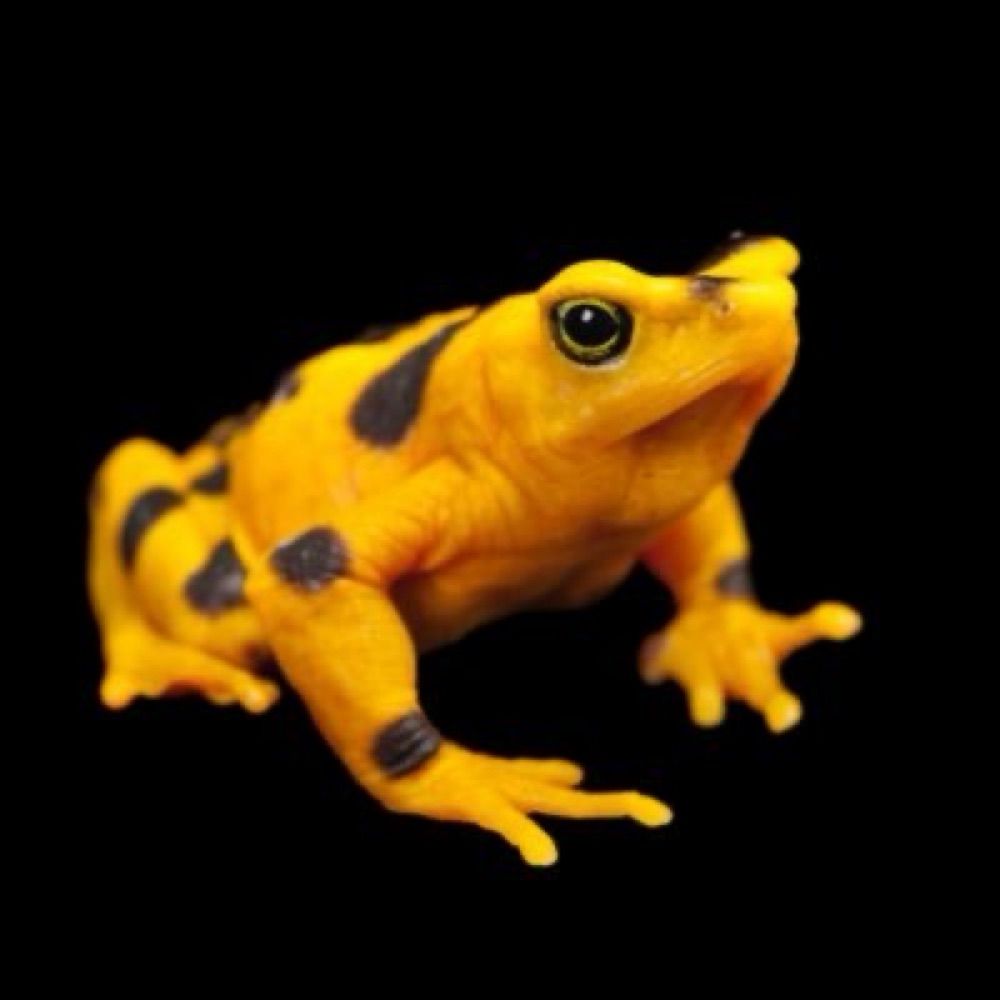 GoldenHermit