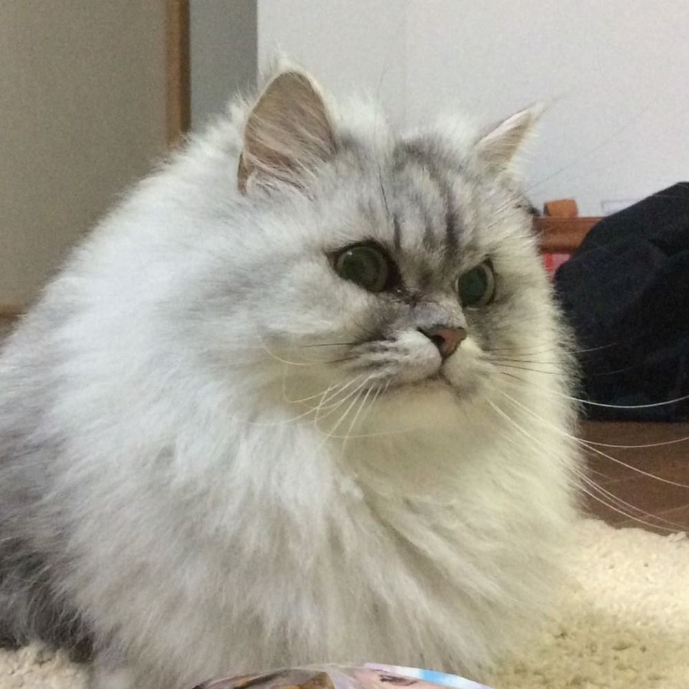 Nori