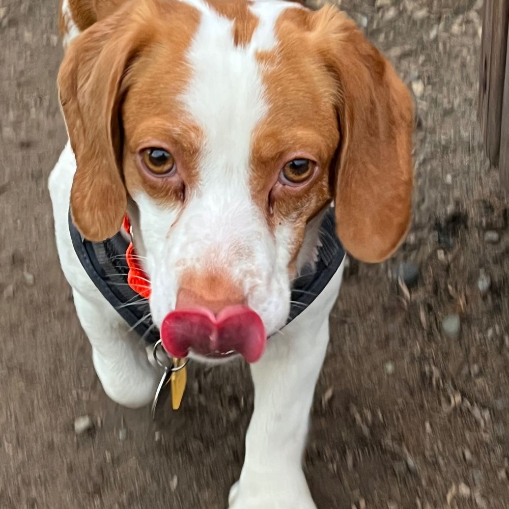 Lucille