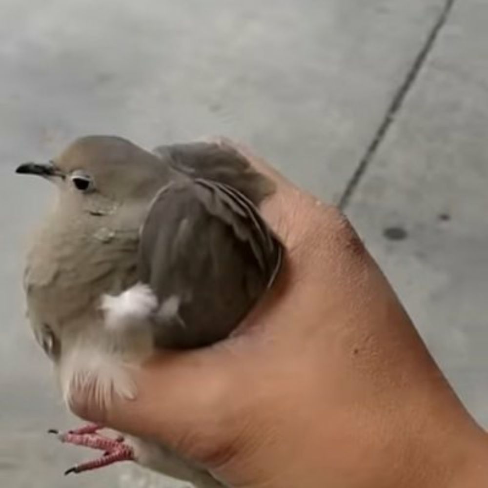 Penta𓅃