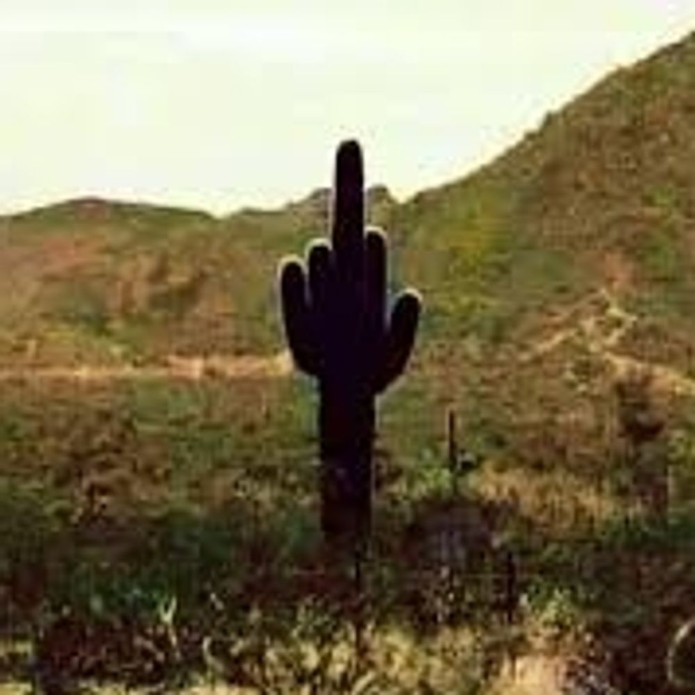 cacti-b.bsky.social profile picture