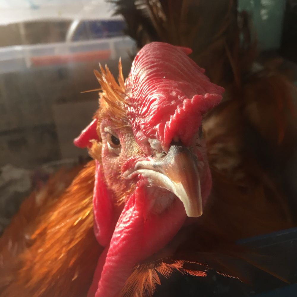 メキ