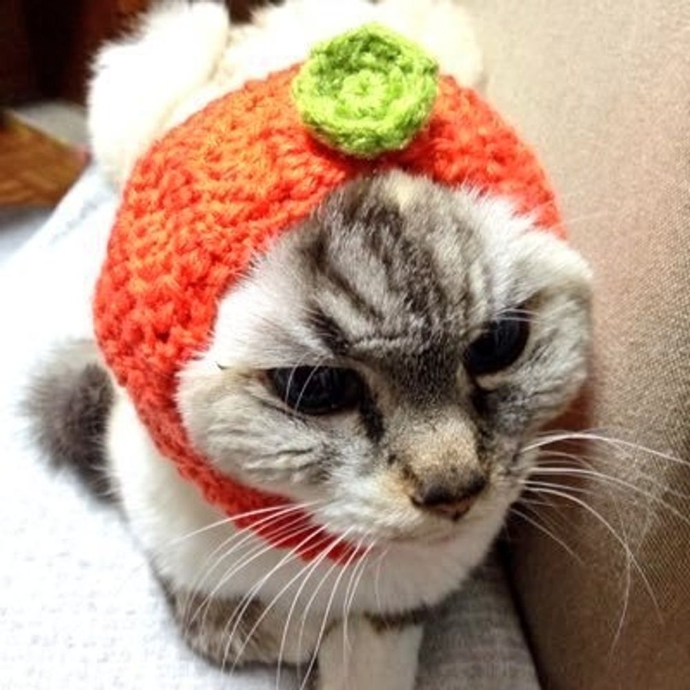 編み師たんじぇんと