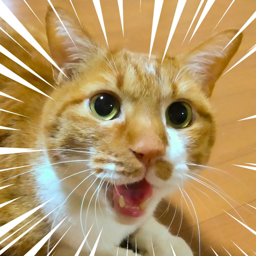 ささかめ