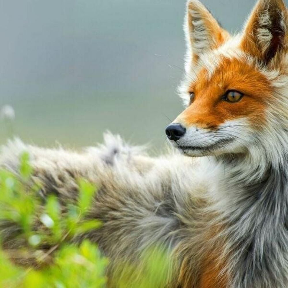 Bluefoxinabox🇺🇦🇪🇺🇸🇩