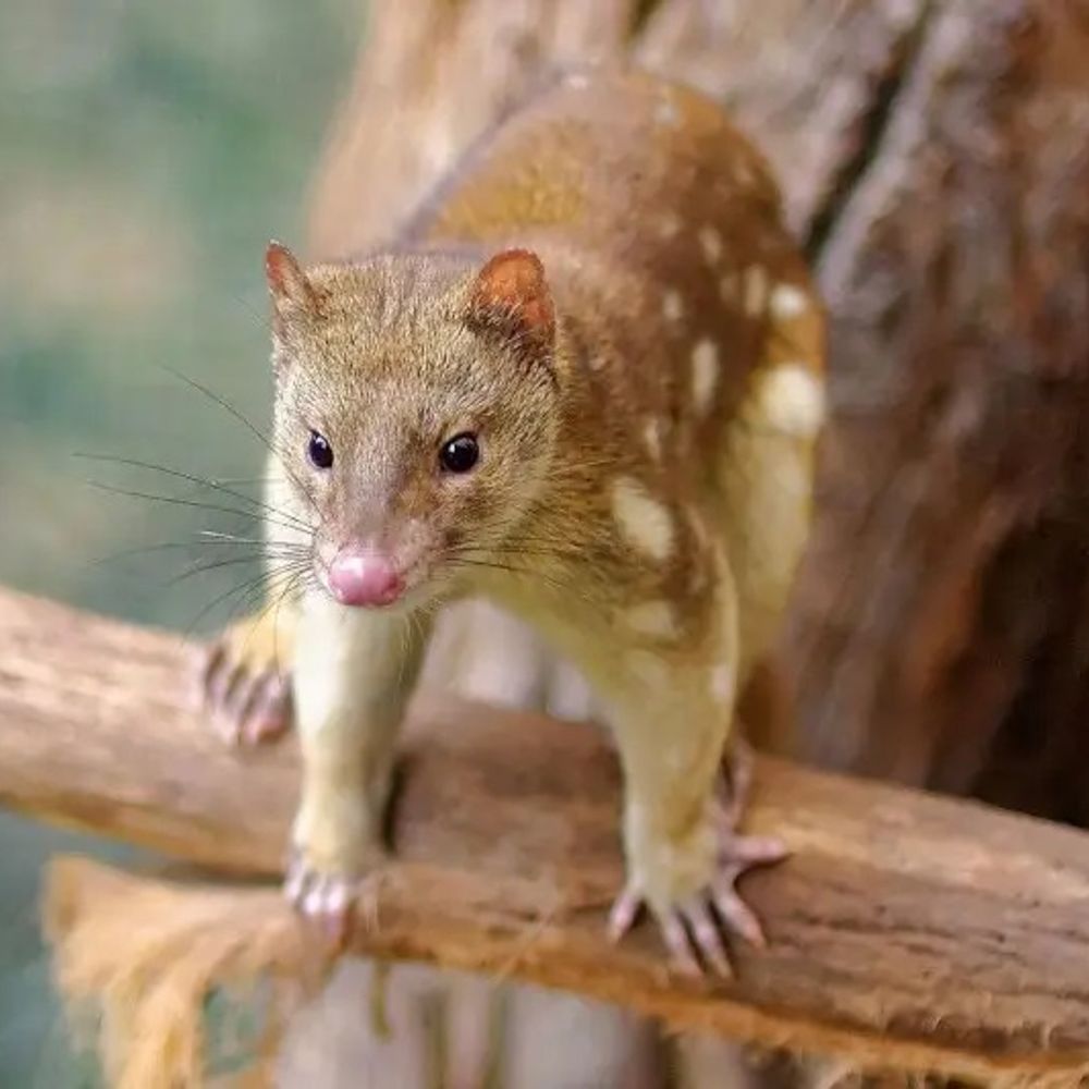 marsupial cat