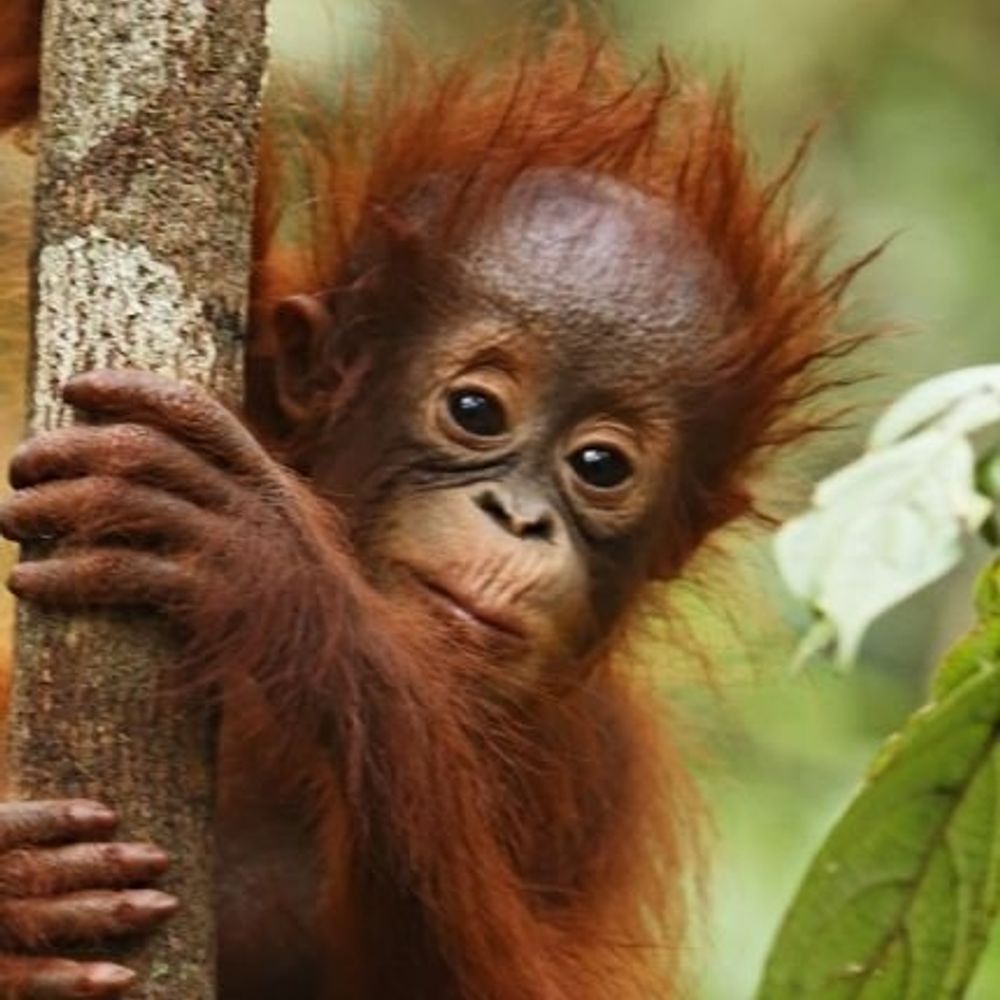 Orang Getäng