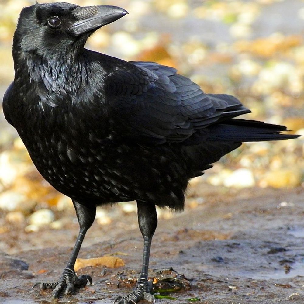 Kiper Crow